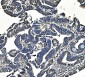 Anti-PCK2 Antibody Picoband™ (monoclonal, 3F7)